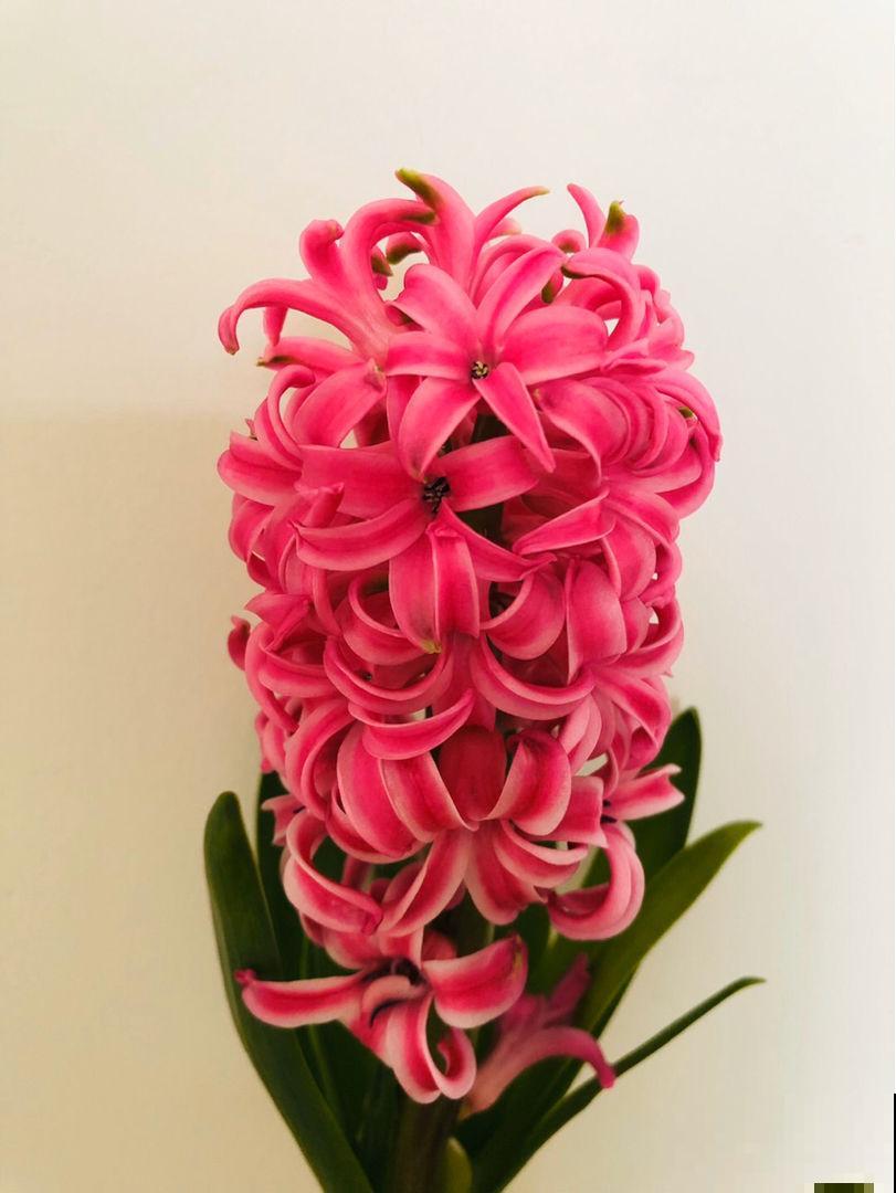 秋天土里埋个“洋葱头”，成活很容易，开出绝美花箭