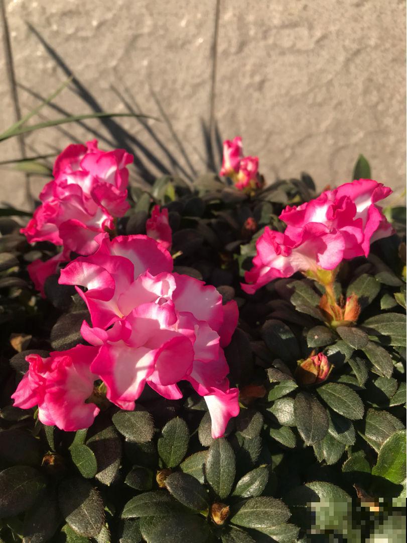 5种花卉冬天不要买，花市猫腻多，新手小白切记