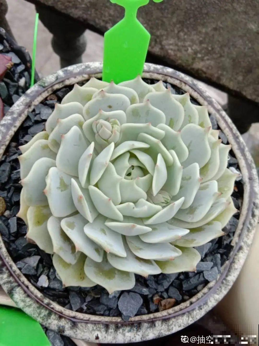 冬天6类花,叶片和花苞别喷水,一喷就烂了 冬天6类花,叶片和花苞别喷水,一喷就烂了