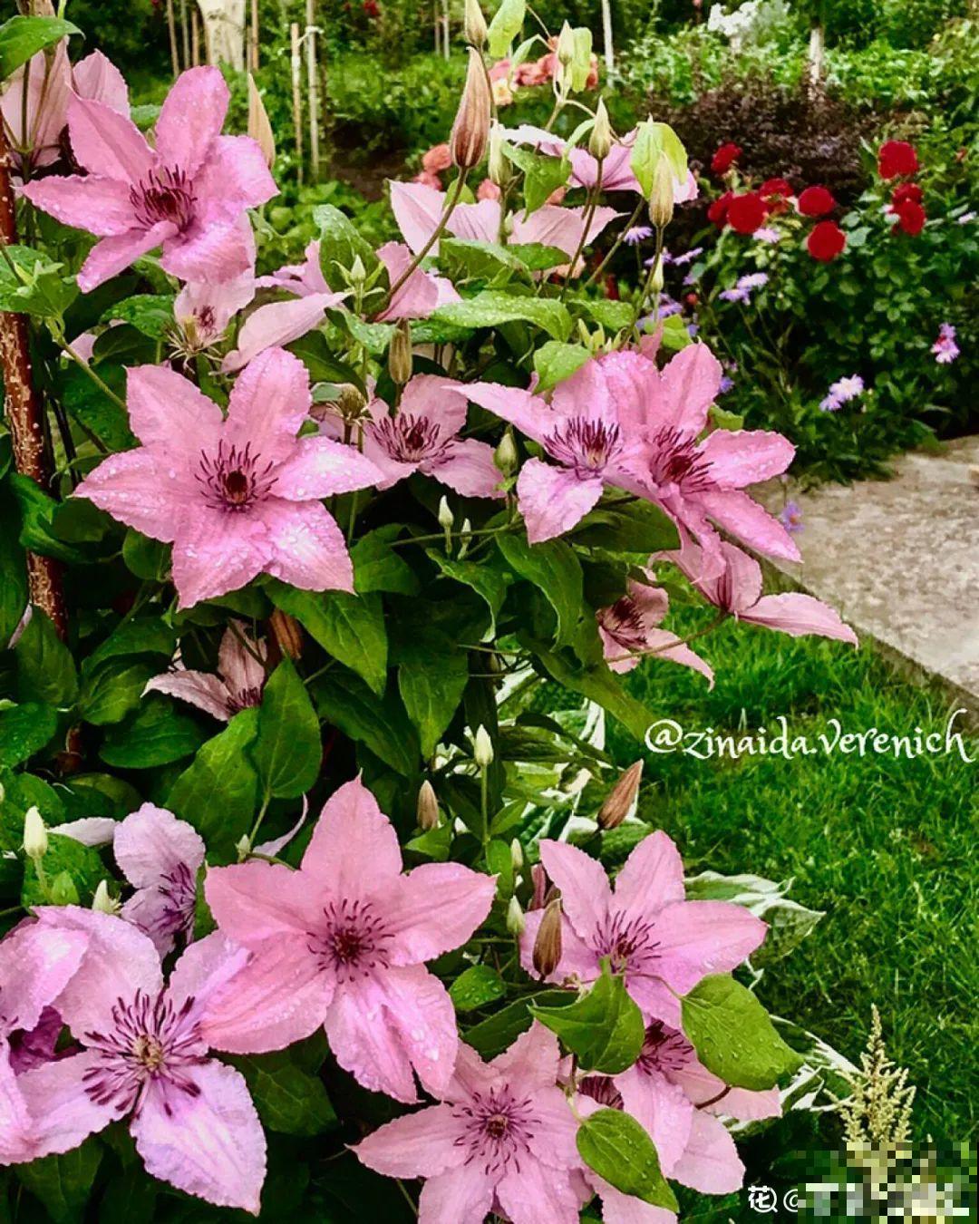 藤本植物的颜值王者,开花成瀑布,-20度冻不死! 藤本植物的颜值王者,开花成瀑布,-20度冻不死!