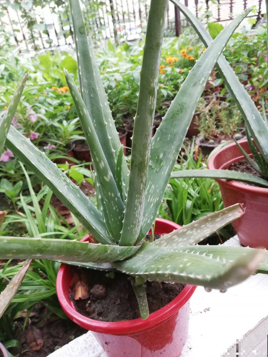 芦荟养护超简单，做好这5步，秒变又肥又壮小胖崽