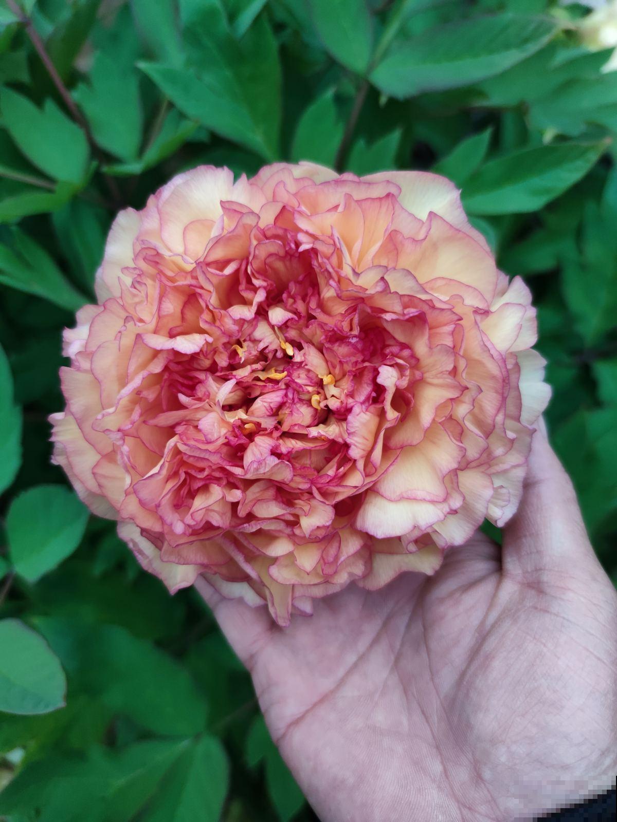 能室外过冬的7种植物,零下30度照样能活,冬天养很皮实 能室外过冬的7种植物,零下30度照样能活,冬天养很皮实