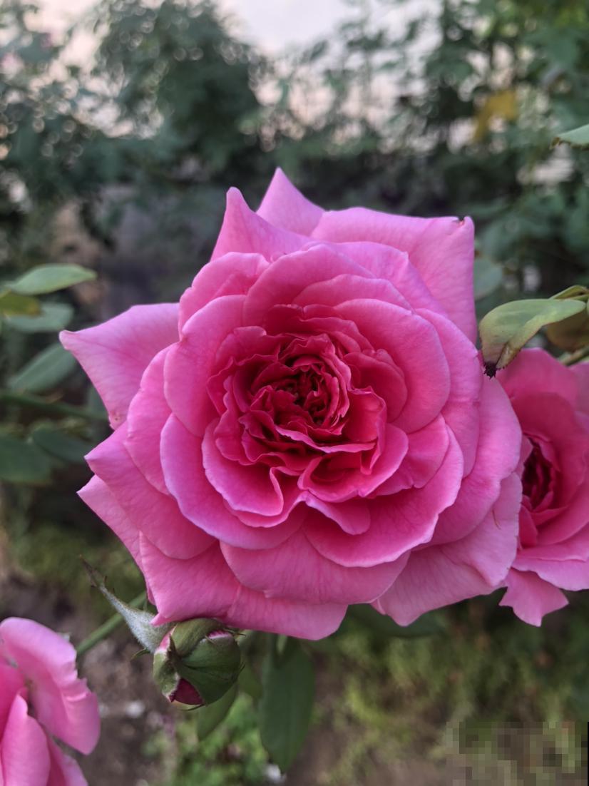 适合新手养的月季，花朵一个比一个大，花期还超长待机