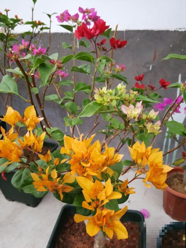 三角梅不开花如何解决,牢记三大要点,春天花开满树 三角梅不开花如何解决,牢记三大要点,春天花开满树