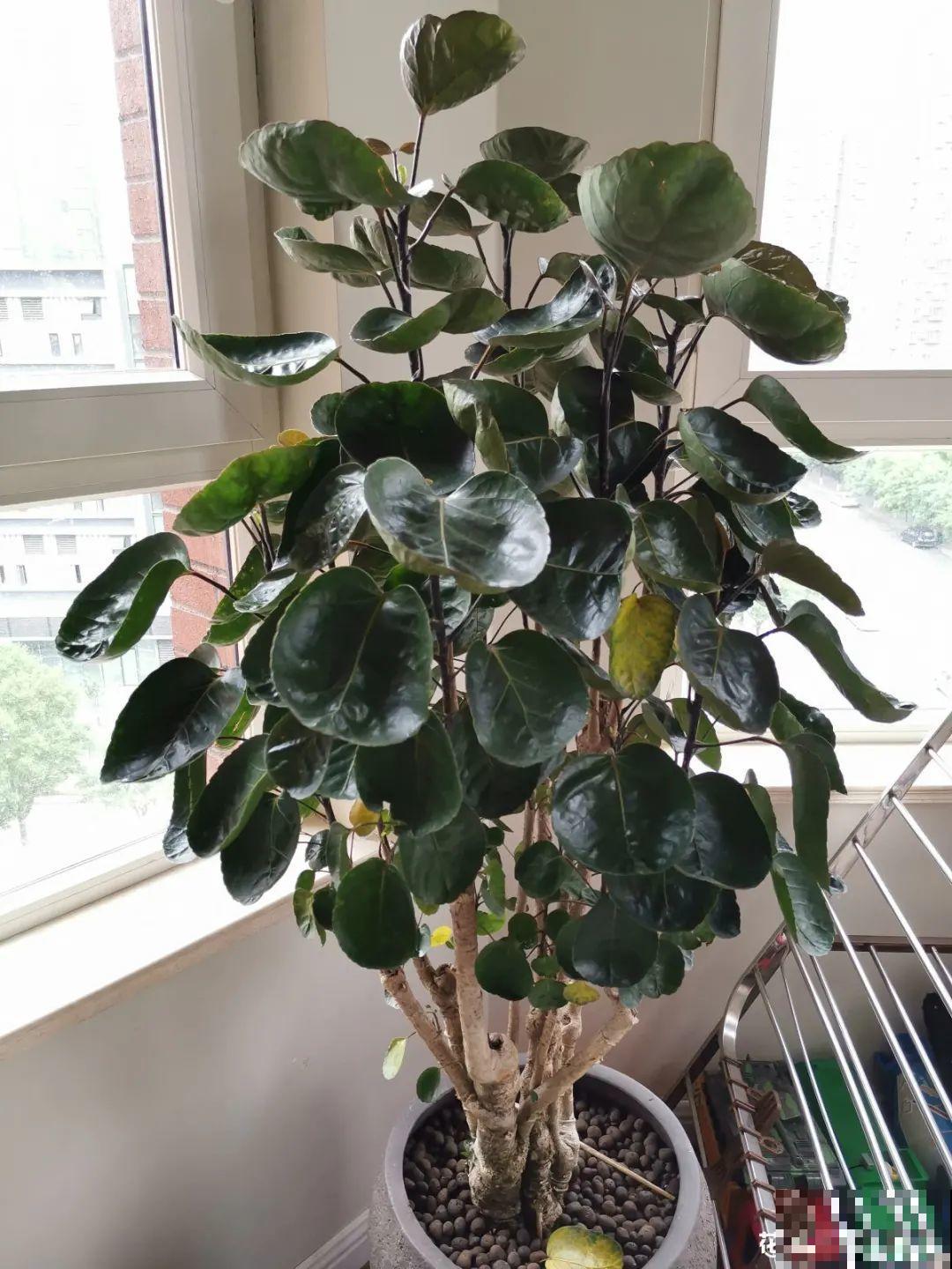 客厅养好树,子孙一直富,8种树养在家,镇宅有安全感 客厅养好树,子孙一直富,8种树养在家,镇宅有安全感