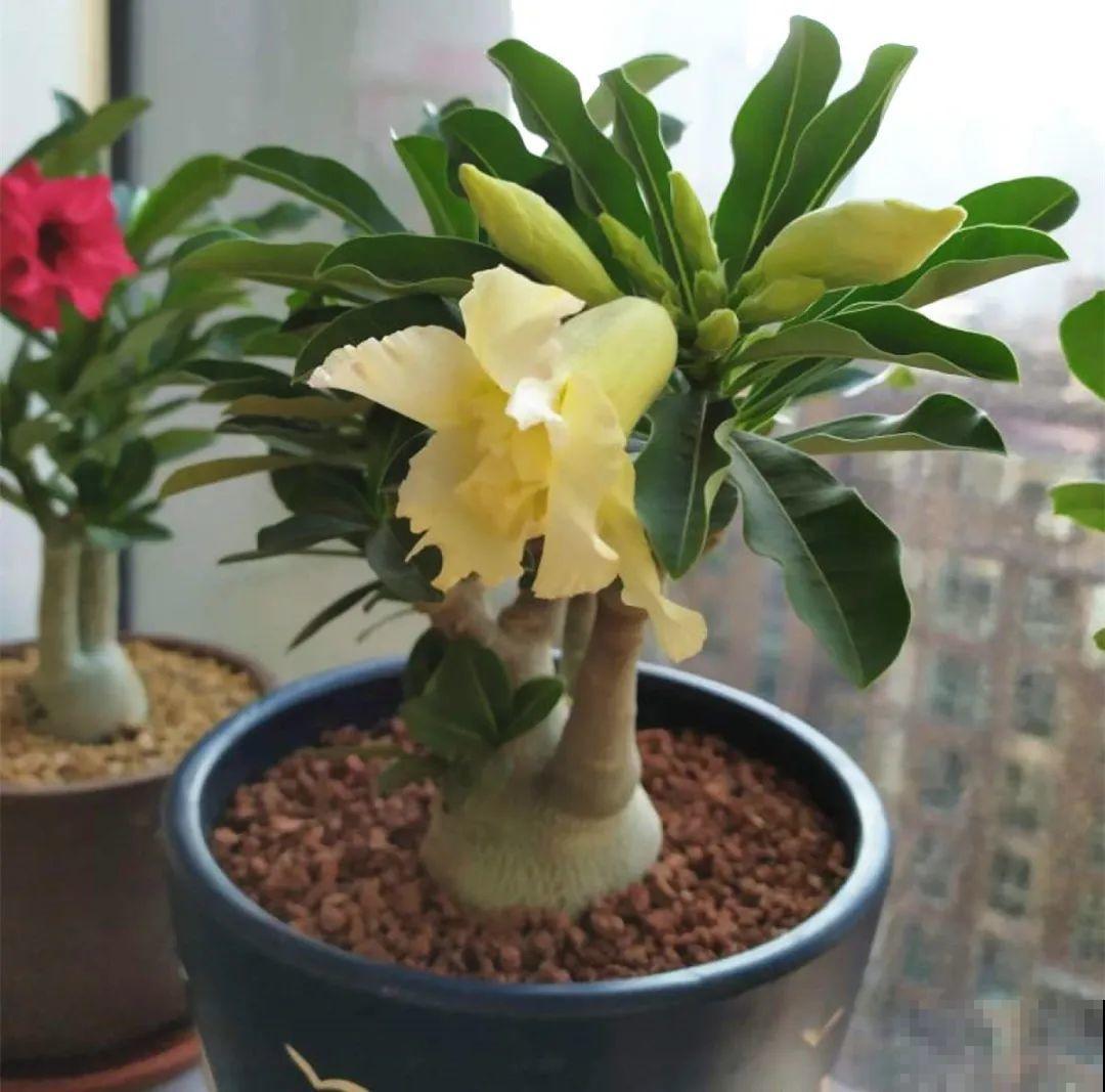 10种花得穷养，盆越小、水越少，越长得旺