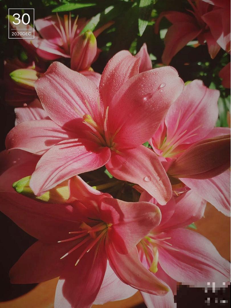 土里埋个百合种球，一周就冒芽，两个月开花，满屋子是香味