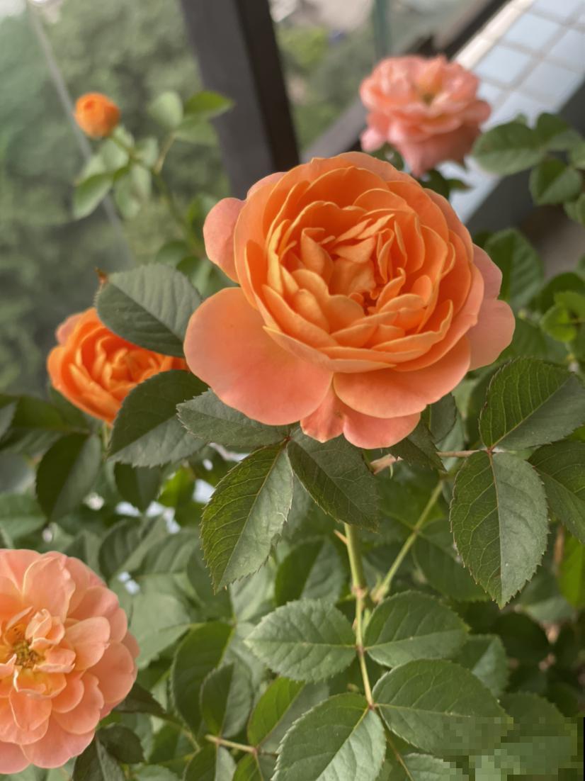 5个道理,养花10年才逐渐懂得,养花更是养人心 5个道理,养花10年才逐渐懂得,养花更是养人心