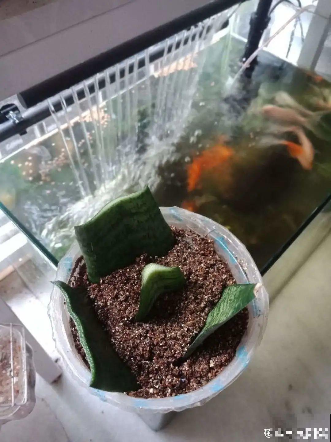 5种花,要是秋天不扦插,错过还得等1年! 5种花,要是秋天不扦插,错过还得等1年!