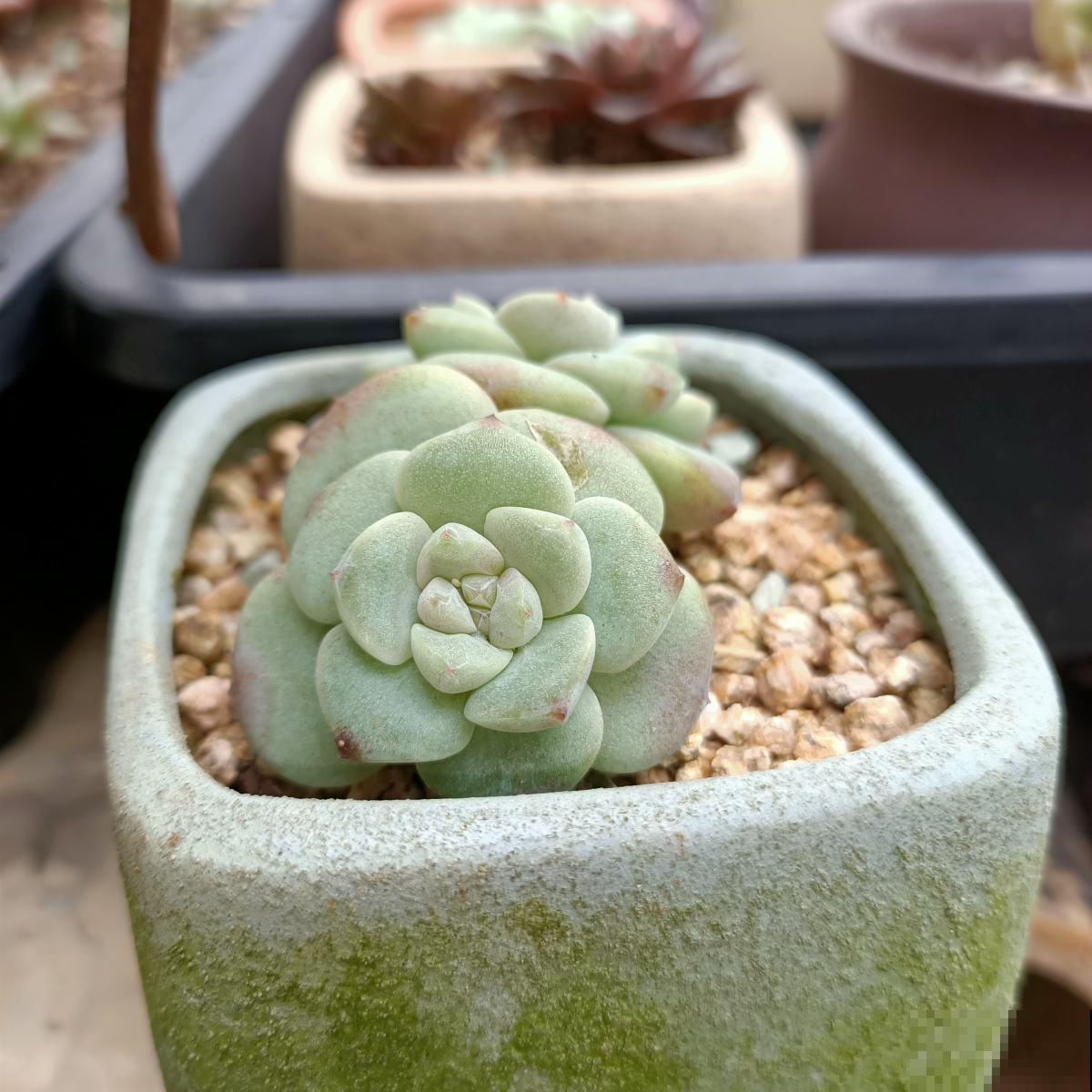 冬天对多肉来说,就是“渡劫”,4个方法教你安稳渡过 冬天对多肉来说,就是“渡劫”,4个方法教你安稳渡过