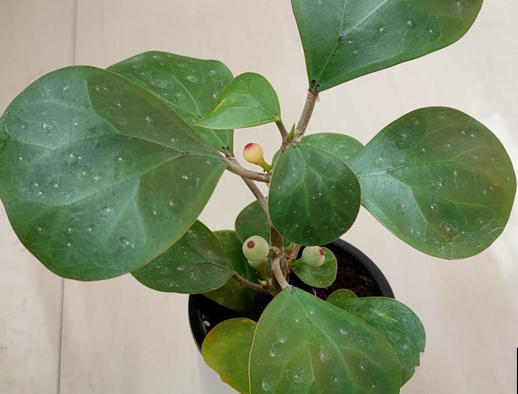 再穷也要养盆小盼菩提，有“旺运”好兆头，被称作“智慧树”