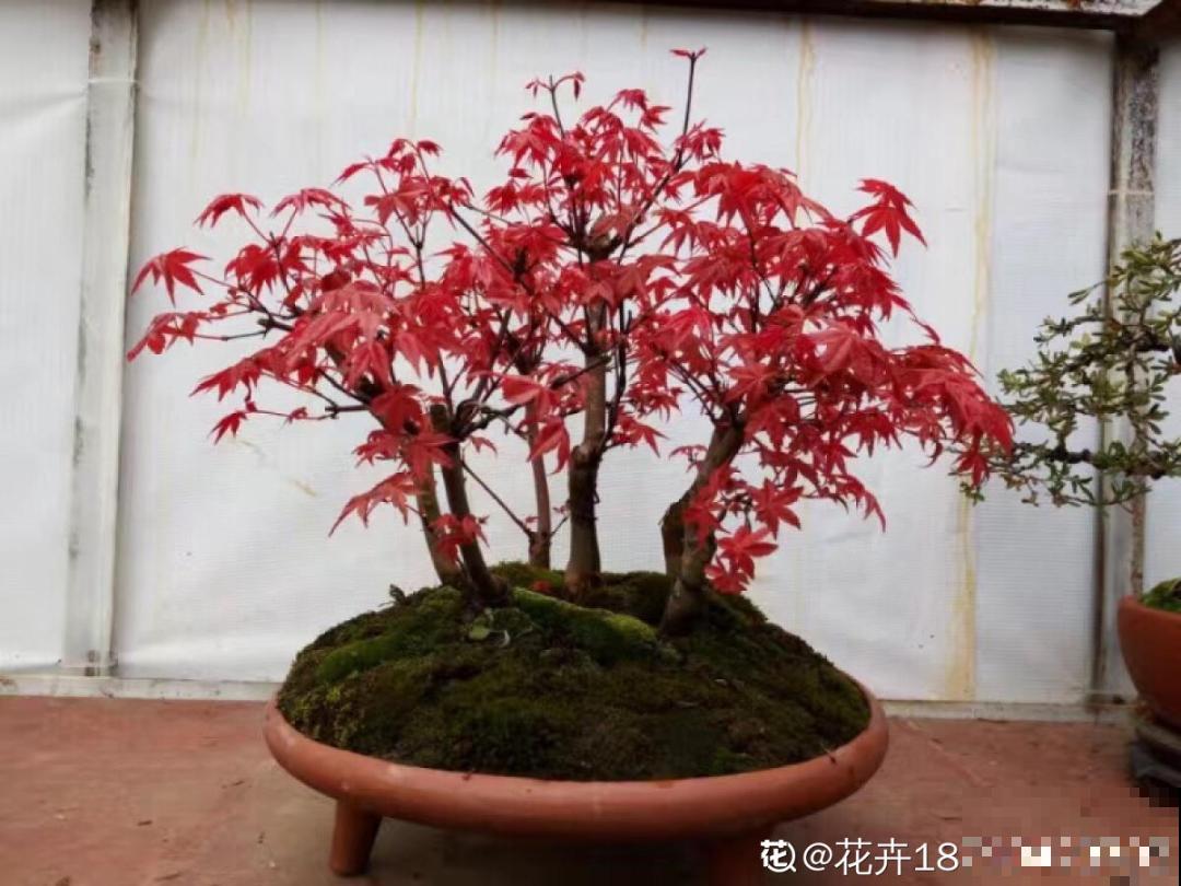 八种花养成老桩,有镇宅旺家好兆头,生机满满 八种花养成老桩,有镇宅旺家好兆头,生机满满