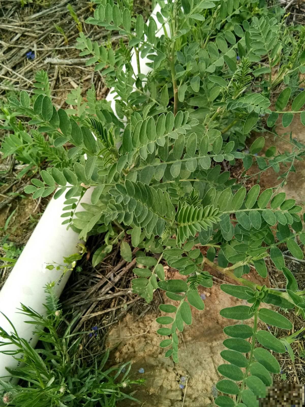 东北花虽少，但中草药一抓一大把，价值一下子就上去了