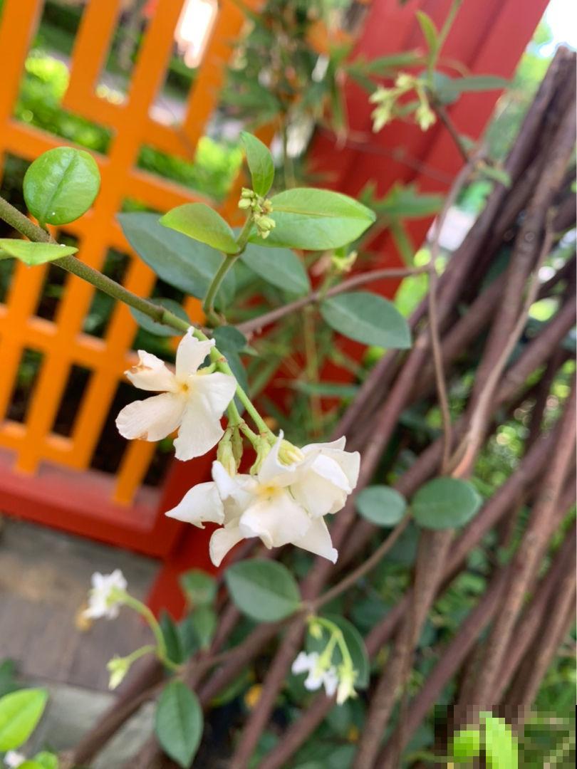 比绿萝还好养的花,半年爬满整面墙,开出花海 比绿萝还好养的花,半年爬满整面墙,开出花海