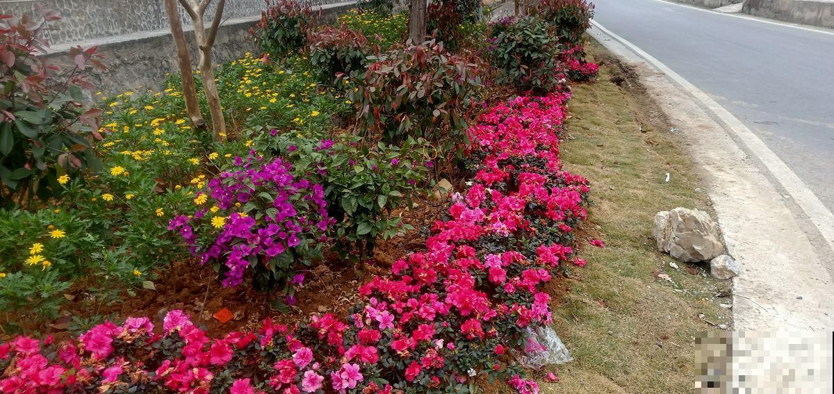 父母非要去乡下养花,拦都拦不住,两个月后却吵着要回家 父母非要去乡下养花,拦都拦不住,两个月后却吵着要回家