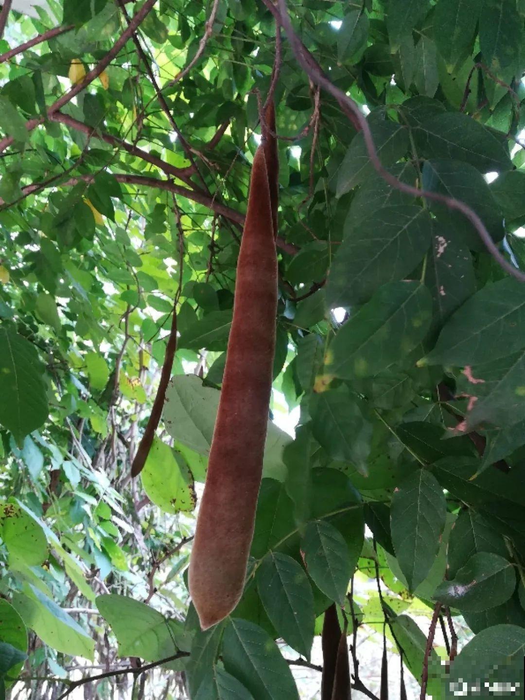 路上看见银杏果,不要捡,小心有毒! 路上看见银杏果,不要捡,小心有毒!