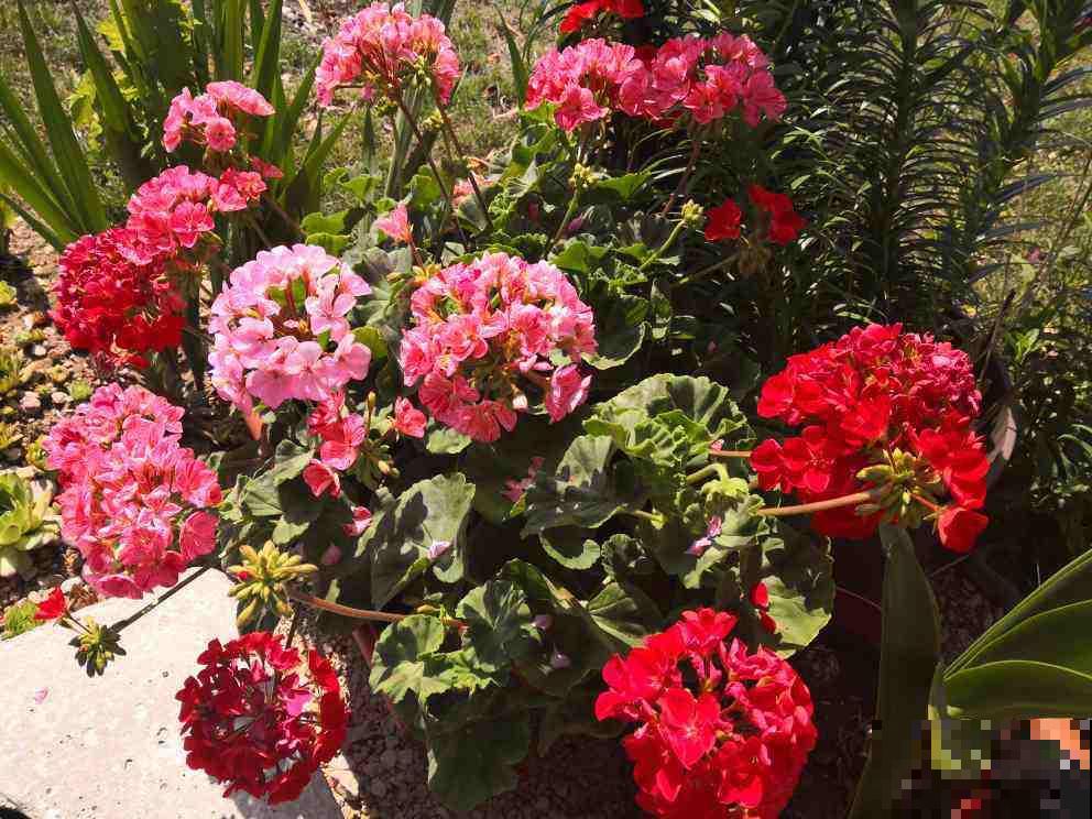 5种花，寿命长，变了老桩更大气