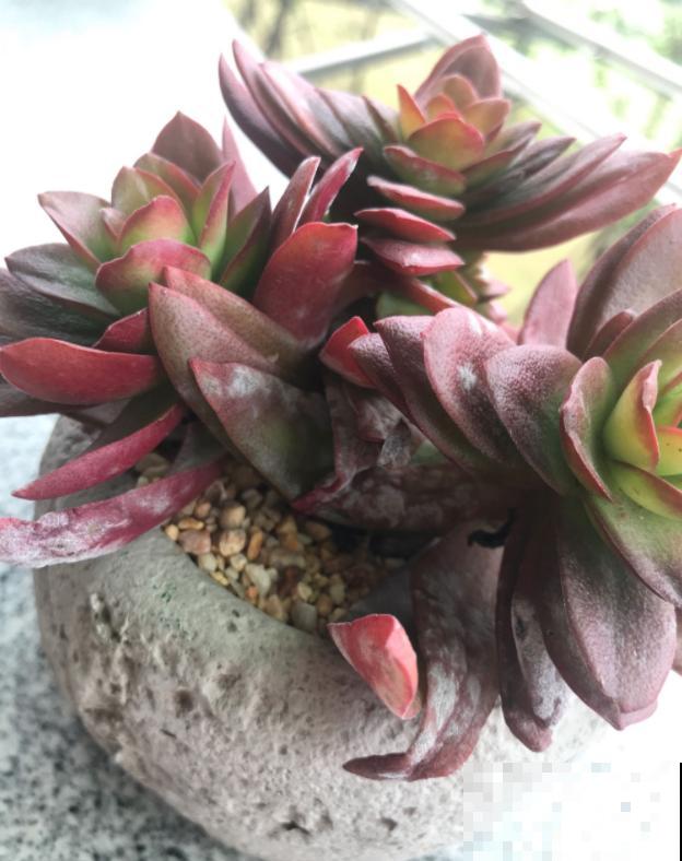 冬天6类花,叶片和花苞别喷水,一喷就烂了 冬天6类花,叶片和花苞别喷水,一喷就烂了