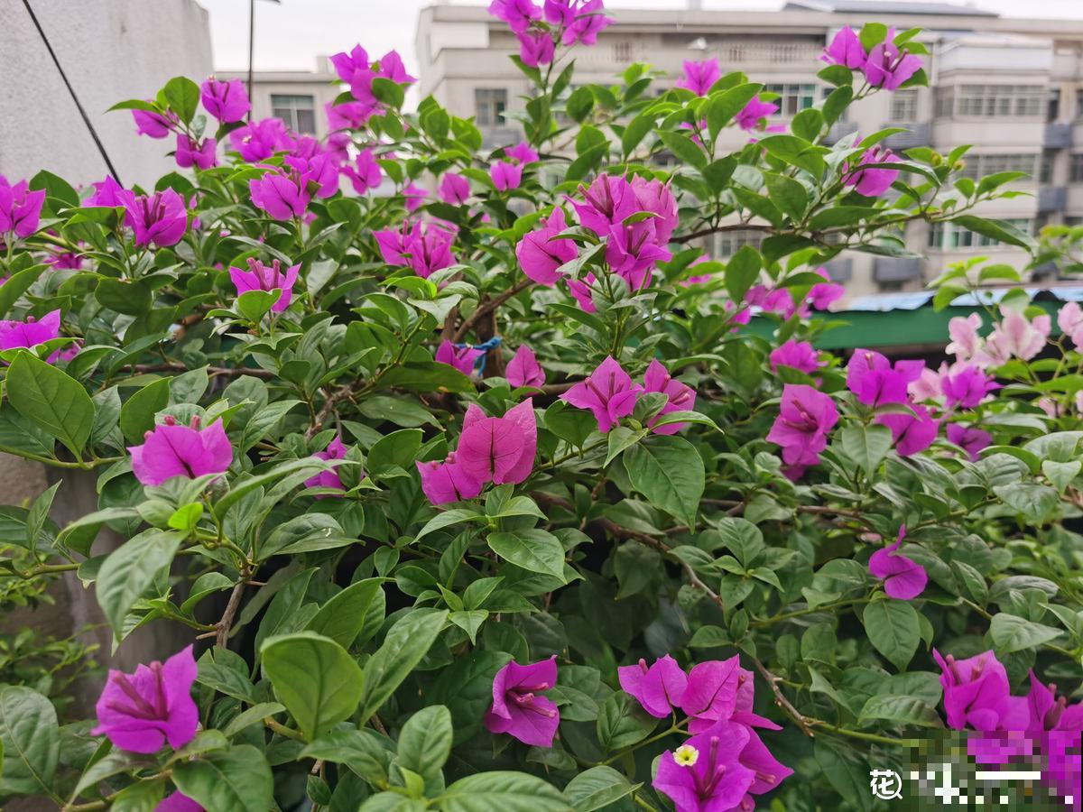 老花匠养三角梅开花不断，而你还在担心落叶问题，差在哪了？
