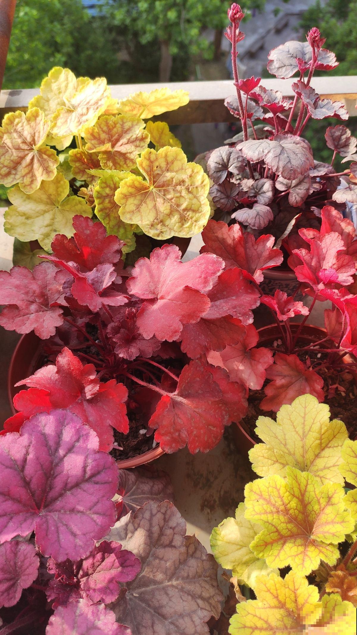 冻不死的5种省心花，花开又香又美，家里养一盆冬天也变小花园