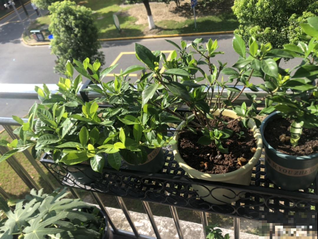 现在给花上秋肥，杆子粗、叶子密，不然冬天都冻死