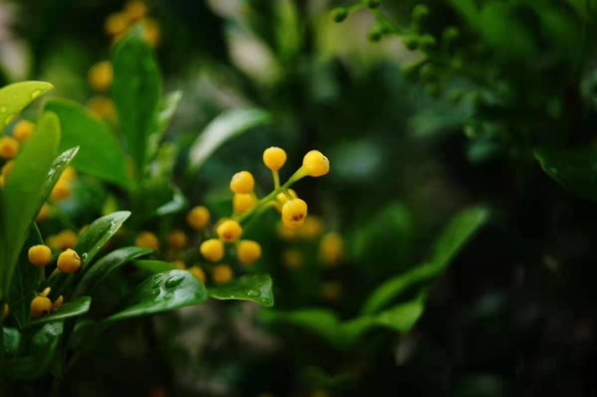 5种四季开花的植物,养一盆在家里,四季有花看 5种四季开花的植物,养一盆在家里,四季有花看