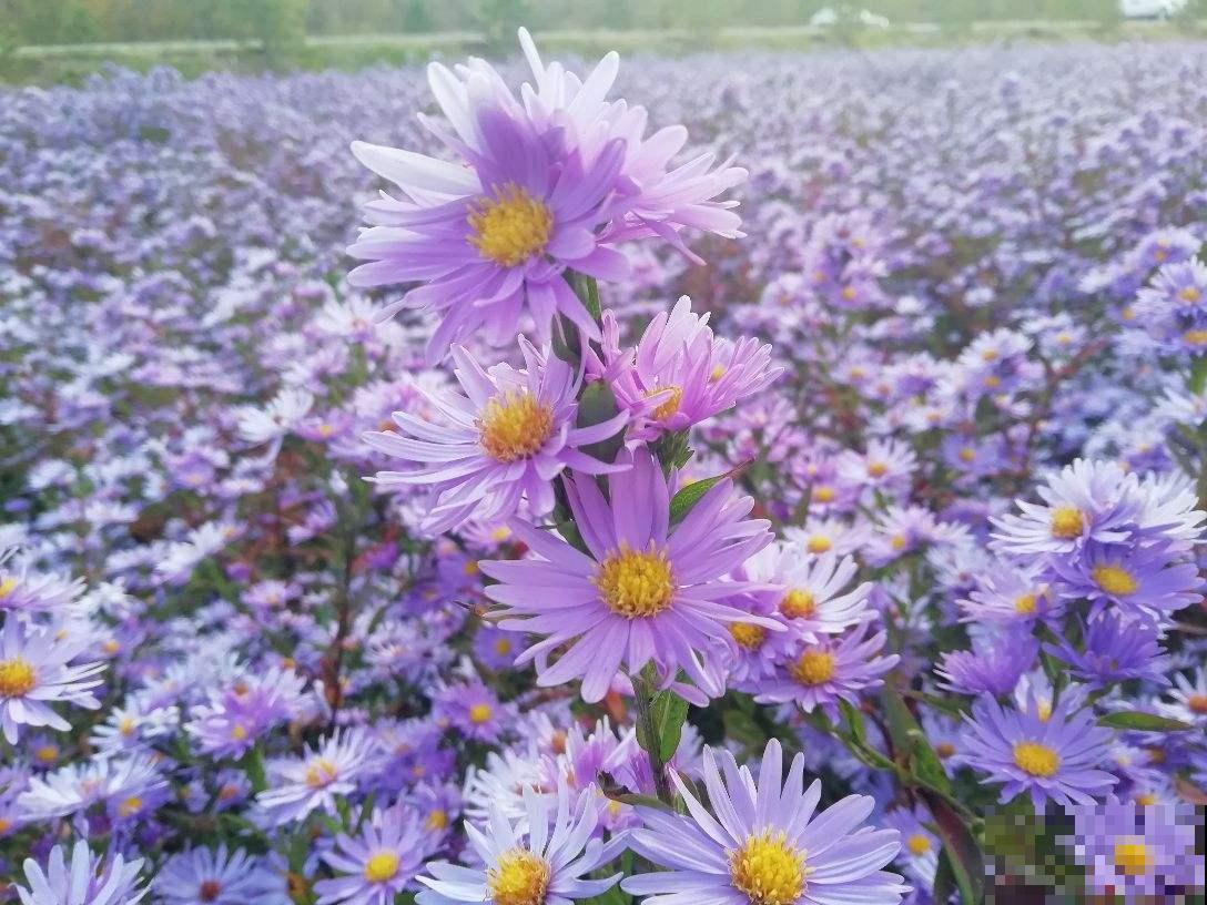 秋天常见的60种花，最全花卉图谱，收藏起来慢慢看