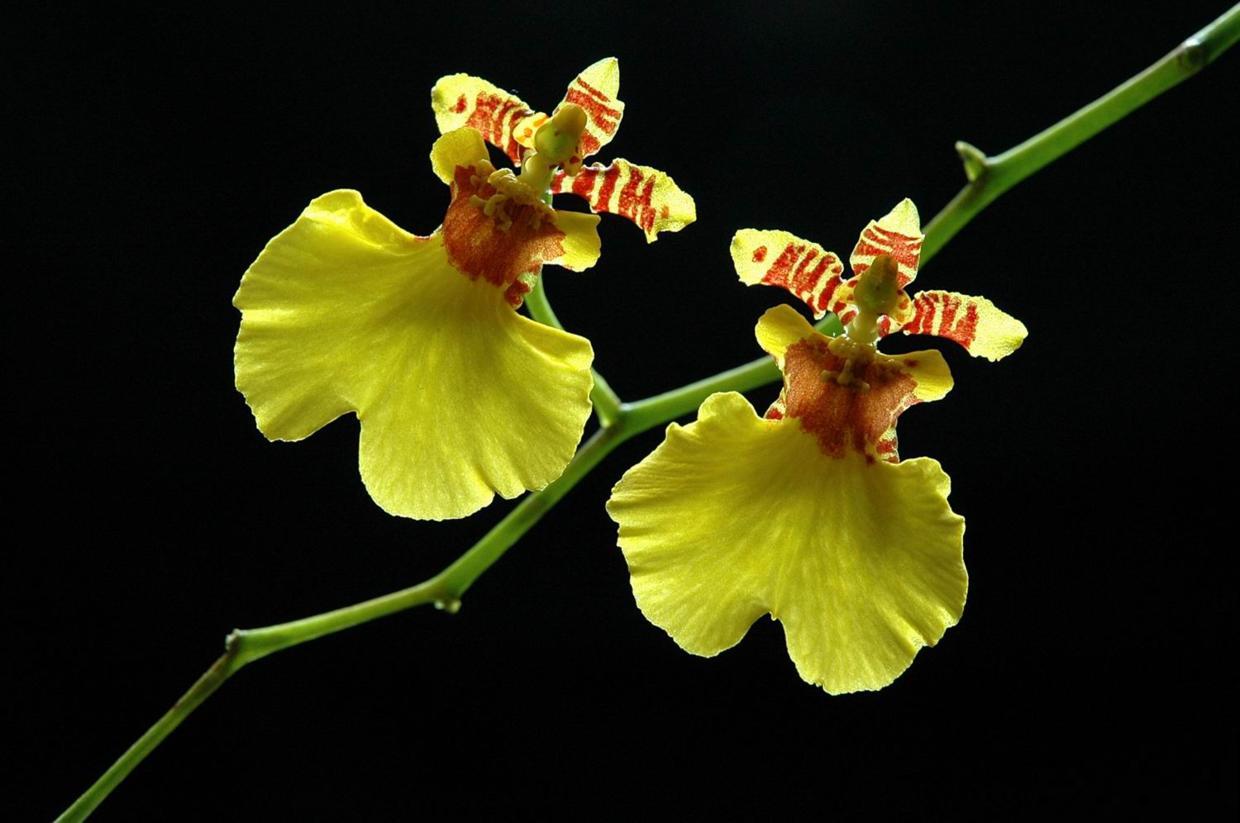 秋天常见的60种花，最全花卉图谱，收藏起来慢慢看