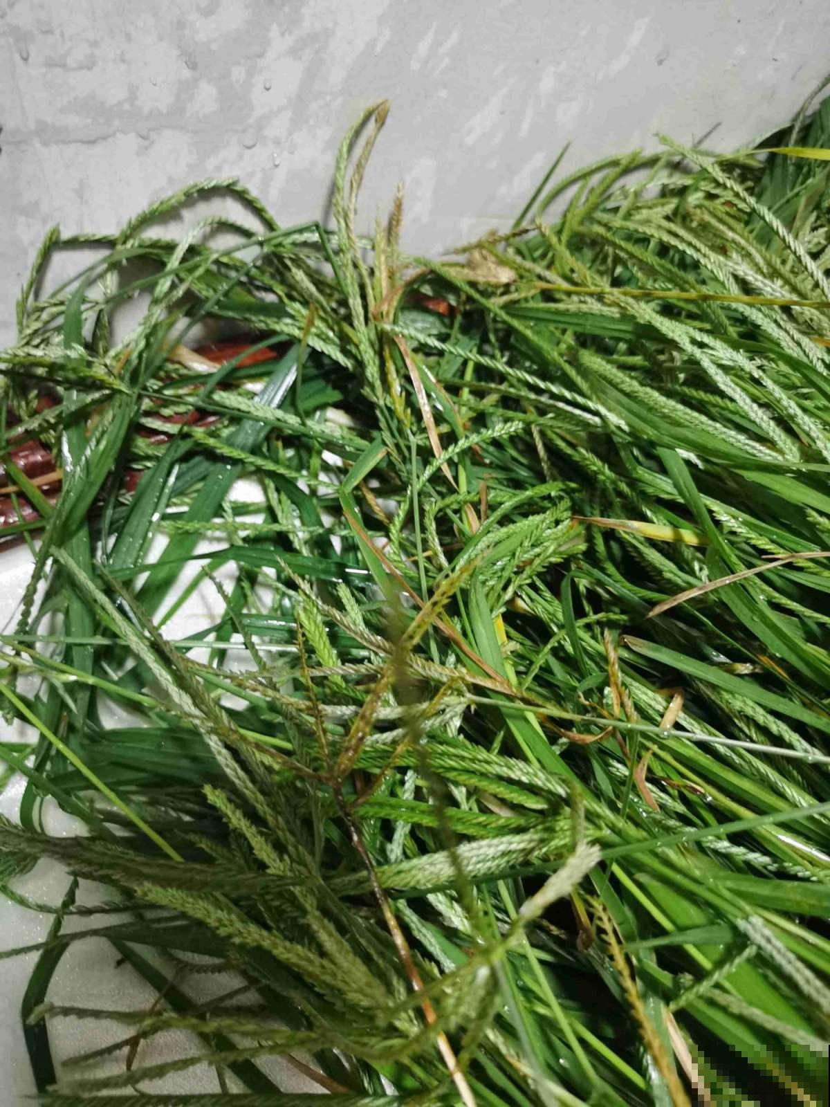 农村常见的1种野草，如今城里排队上山挖，浑身都是宝鲜有人知