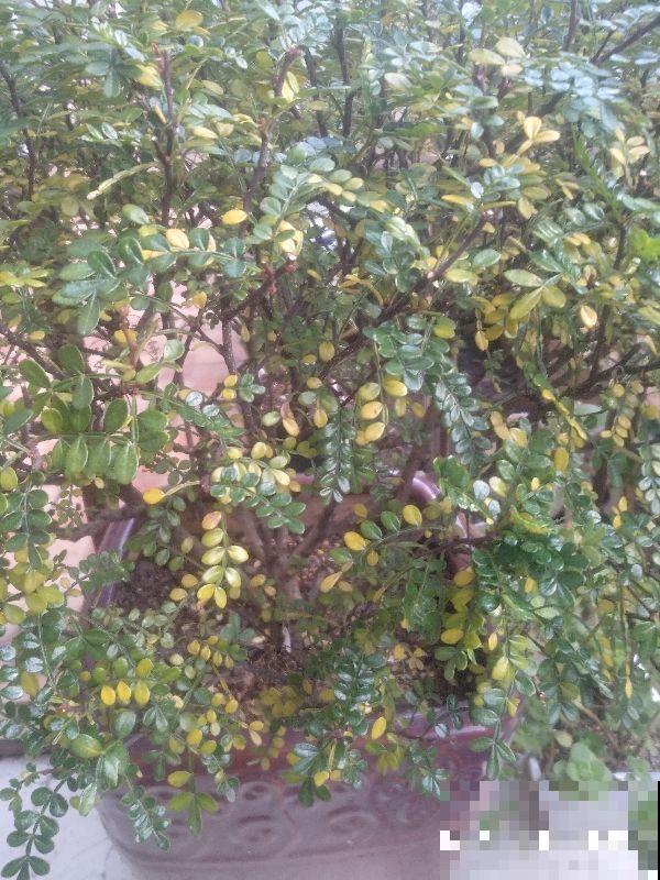 冬天植物积水烂根怎么办？锥形垫片是神器，每盆花都应该放一个