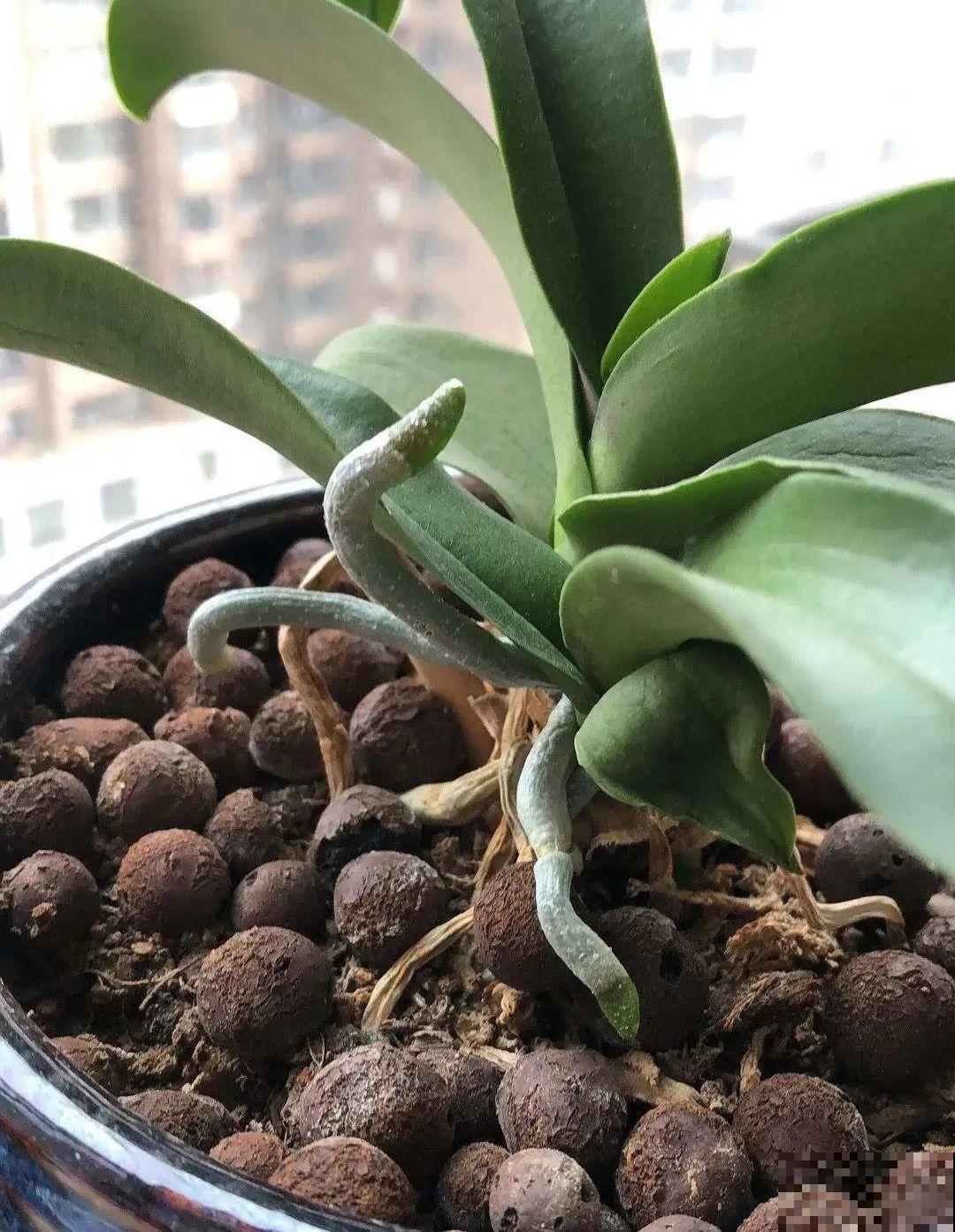 养蝴蝶兰注意4要点，叶子油亮有光泽，花朵娇艳美丽