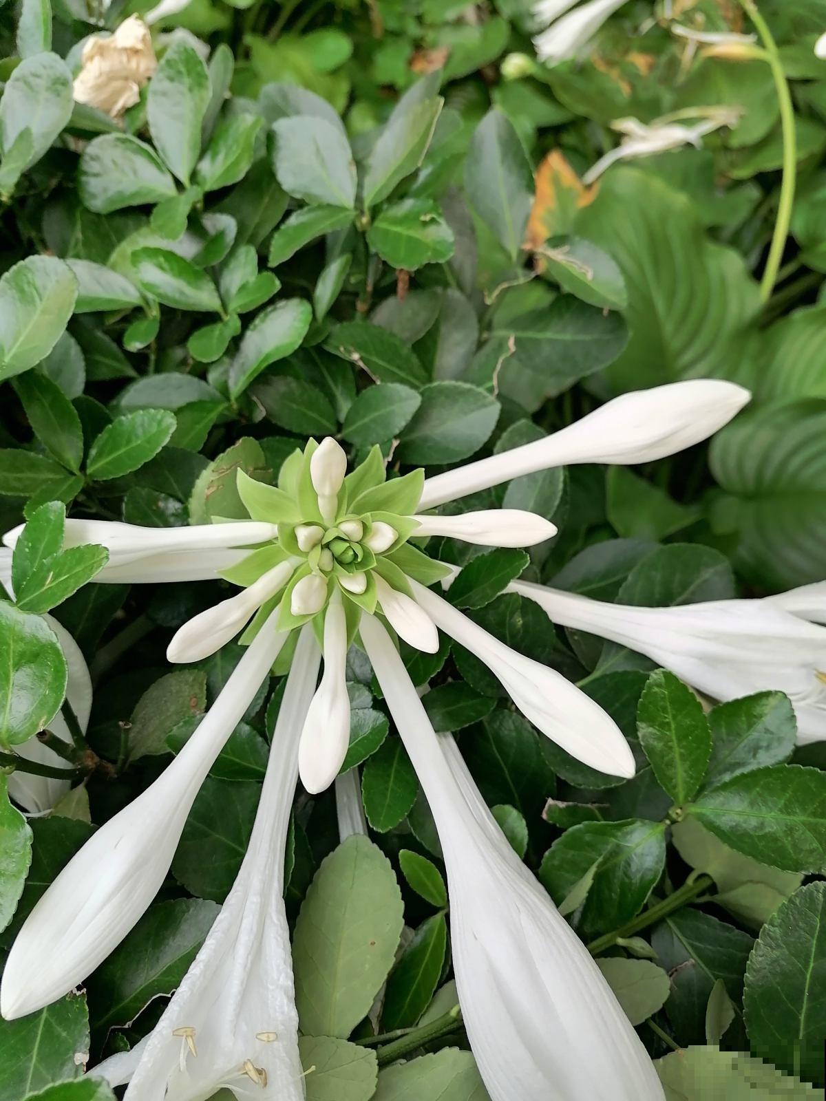 家里没光照，就养盆玉簪，耐阴开花多