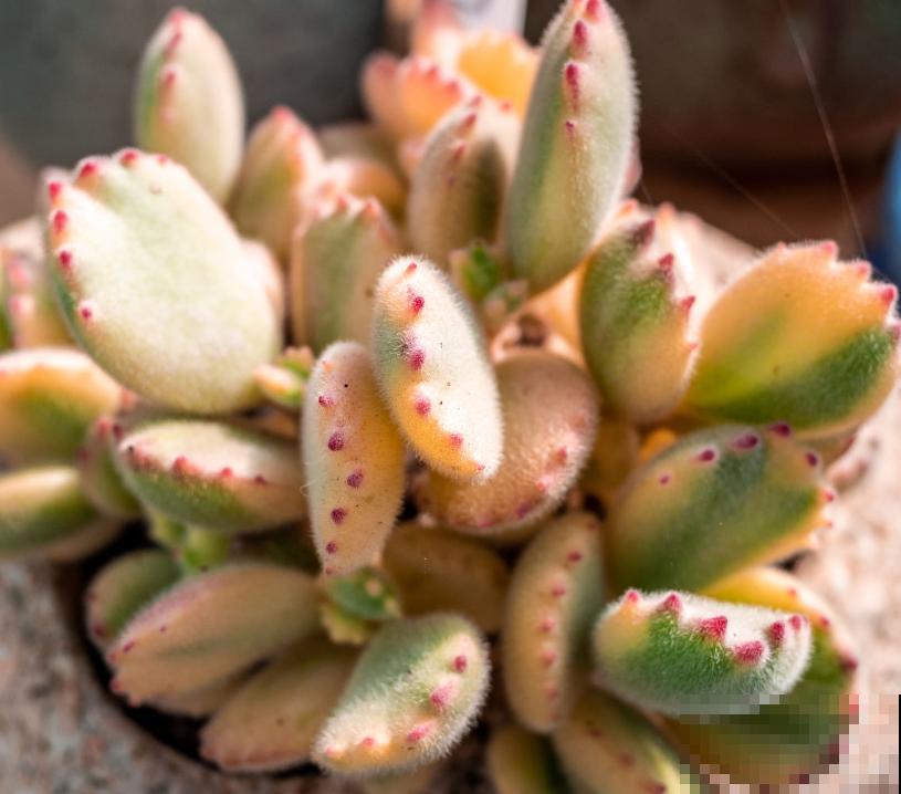 这多肉养好了,就像一碗“紫米饭”,看着就饱了! 这多肉养好了,就像一碗“紫米饭”,看着就饱了!