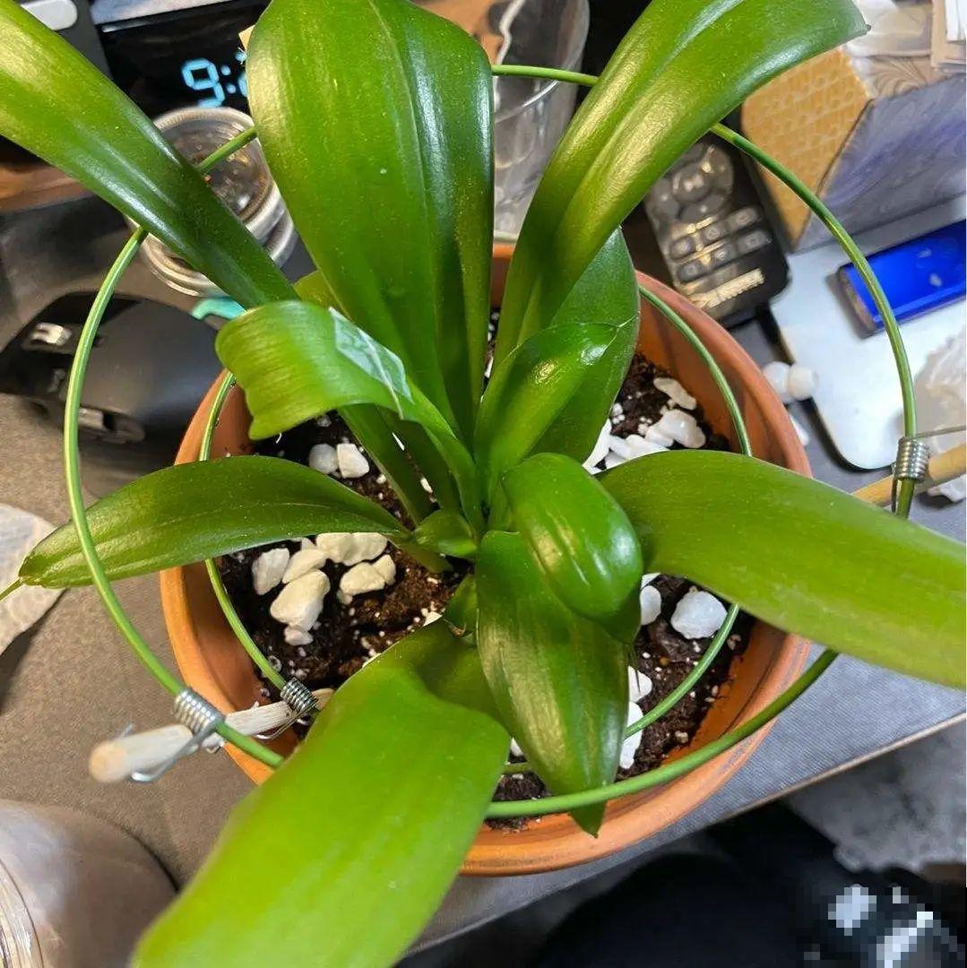 7种花养在家,可爱又个性,开花像小动物 7种花养在家,可爱又个性,开花像小动物