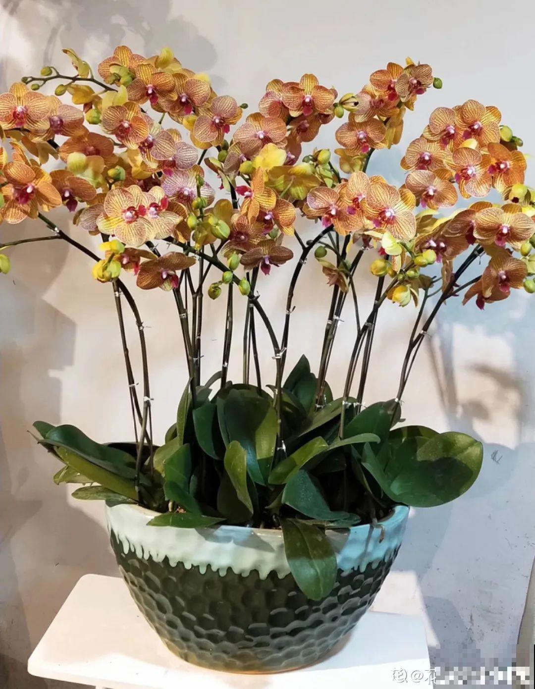 能开大半年的“蝴蝶花”,皮实耐阴好养活,养在家里喜庆热闹 能开大半年的“蝴蝶花”,皮实耐阴好养活,养在家里喜庆热闹