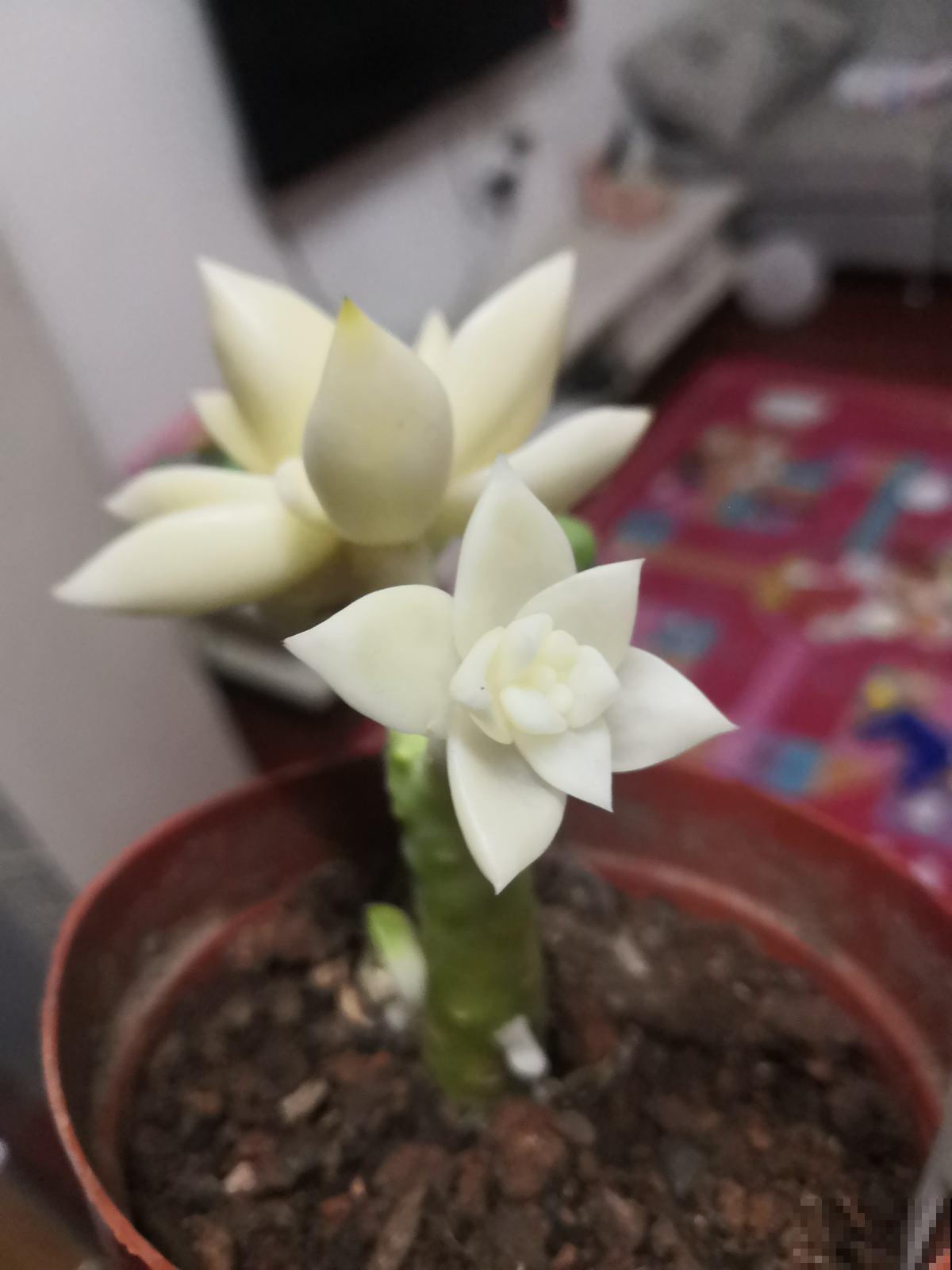 人生2大幸事：女儿和多肉，简直人生赢家