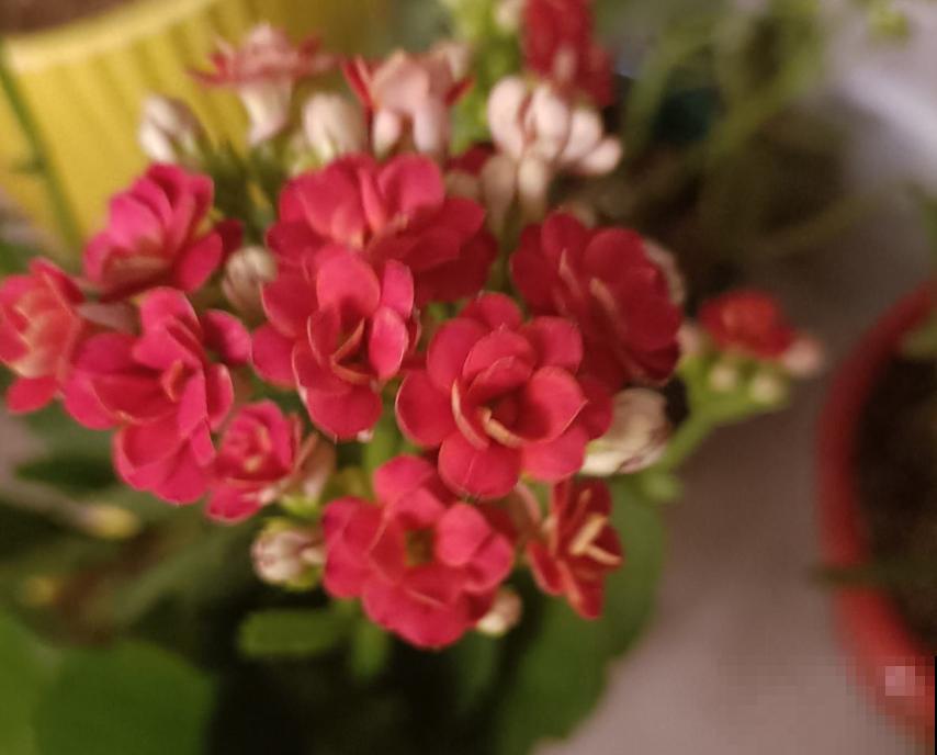 入秋后养长寿花，浇水没浇好，从根烂到茎