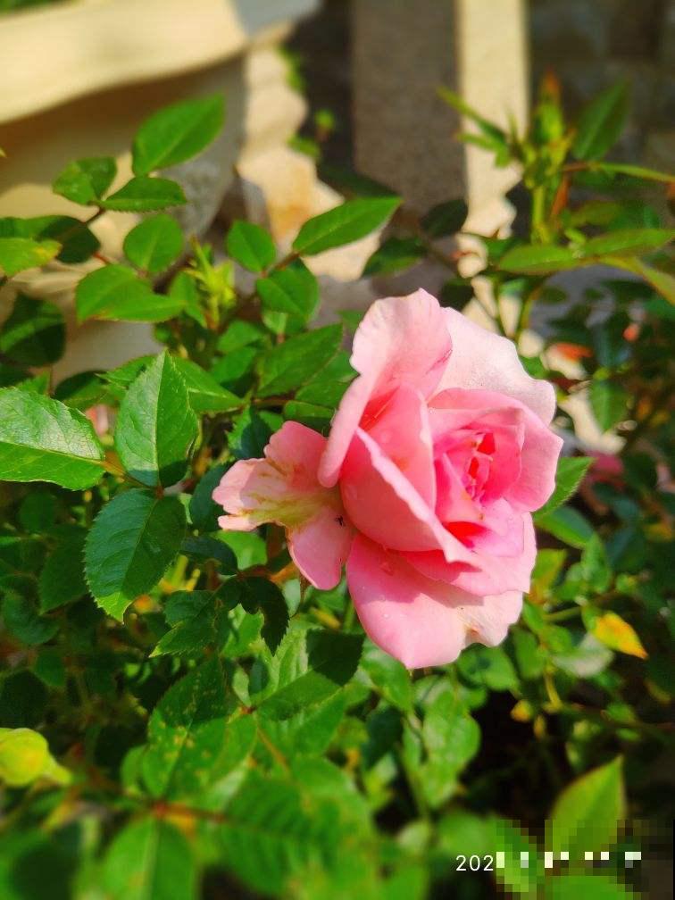 不同的酸碱度，养出的花卉也不同，千万别搞混