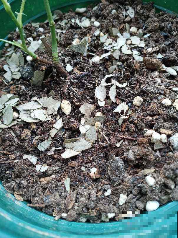 土壤板结像砖头，4个方法学会，花卉呼吸特畅快