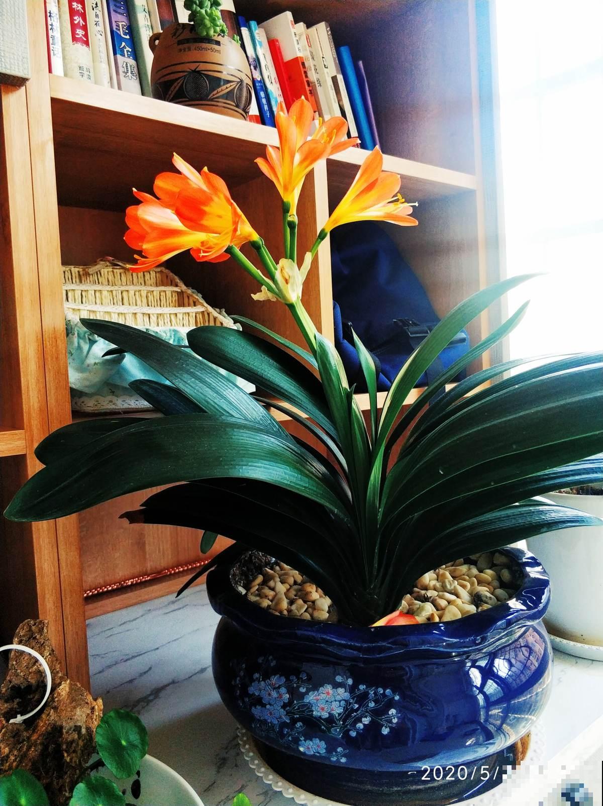 给花喝勺酒，叶子油绿有光泽，老花匠用经验告诉你该怎么浇