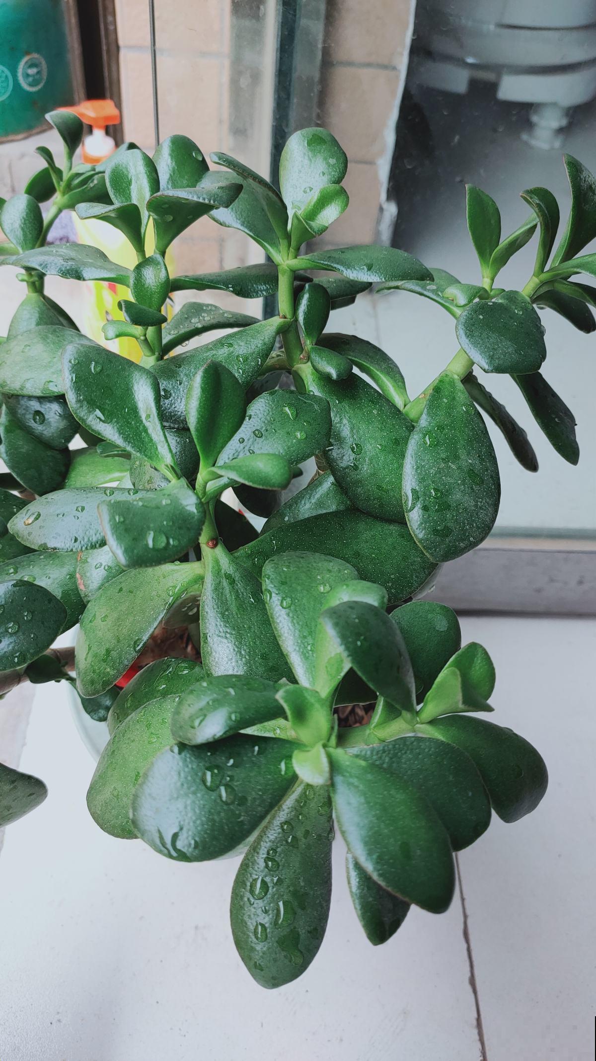 燕子掌护理关键点，别眼馋别人养的好，学会你也可以