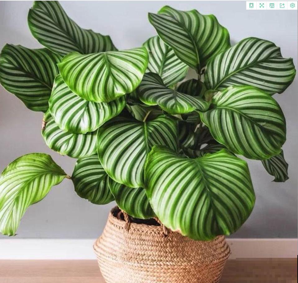 屋里养5种花，净化空气效果好，还特湿润