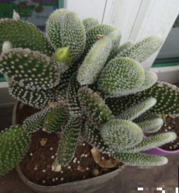 9种花,适合在阳台养,阳台全年开满花,小阳台变“花海” 9种花,适合在阳台养,阳台全年开满花,小阳台变“花海”