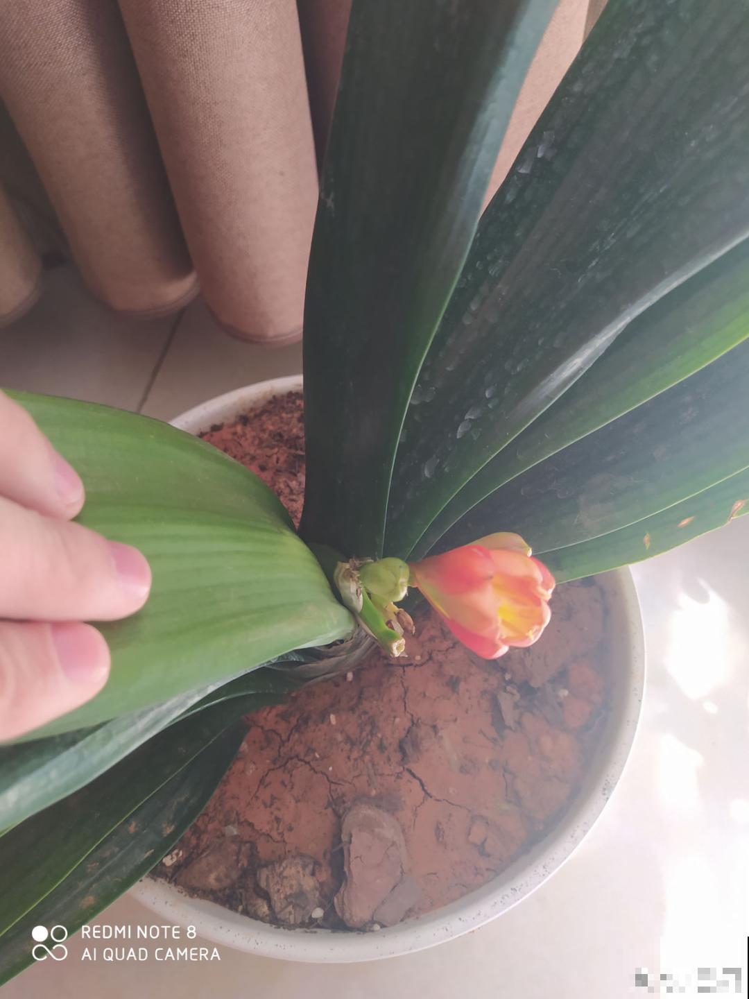 养君子兰就得学会6要点，叶子绿油亮，开花多又大