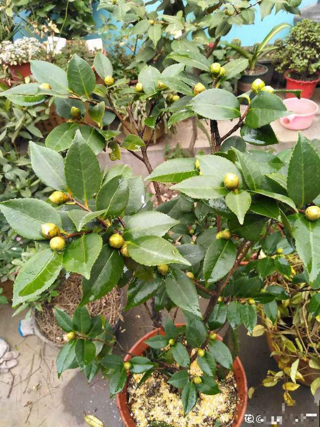 超爱“变颜色”的茶花，一树五色花，颜色艳丽赛牡丹