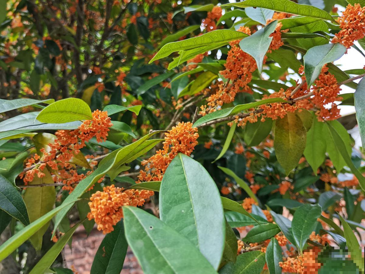 今日12星座好运花，“运势”和花更配哦，你的幸运花是哪种？