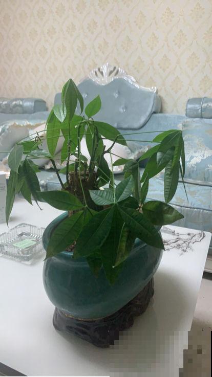 “客厅见树家业稳固”,记住4个口诀,发财树“根壮叶绿”很简单 “客厅见树家业稳固”,记住4个口诀,发财树“根壮叶绿”很简单