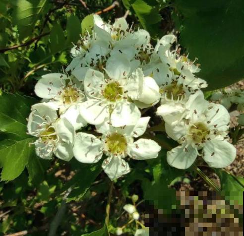 6个步骤,教你在家种山楂,拥有秋冬“标配”水果 6个步骤,教你在家种山楂,拥有秋冬“标配”水果