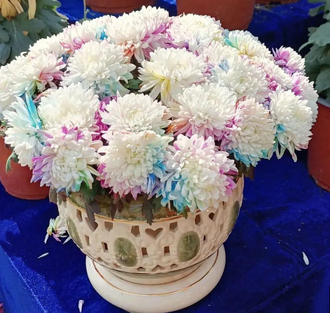 一盆菊花一万二，能开出七个颜色，真是少见