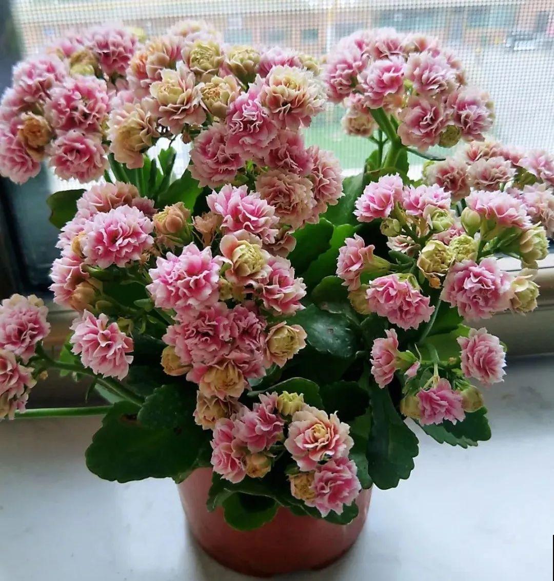 买茶花也要注意“坑”，注意5要点，叶子挺立有精神